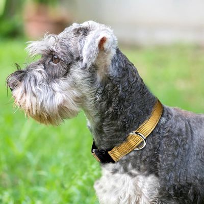 Gepersonaliseerd logo Zachte Neopreen hondenkraag ademend en comfortabel voor actieve honden