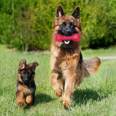 Aanpasbaar TPR-dierentuig in botvorm voor agressieve kauwers Niet-toxisch en duurzaam