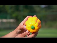 TPR Pumpkin Ball Shake Makes Giggle Sound Interactief hondenspeeltje voor herderschap en training